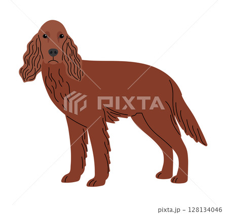 Setter breed dog isolated on white 128134046