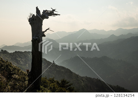 太鼓岩から　白骨樹　洋上アルプス屋久島(冬 128134254
