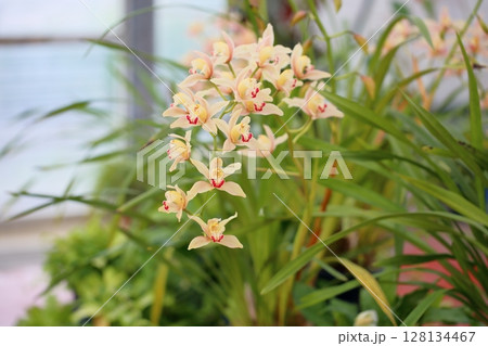 シンビジウムの花 128134467