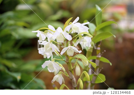 シンビジウムの花 128134468