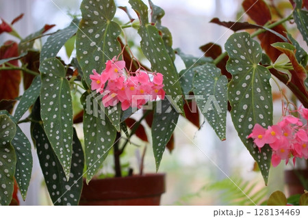 キダチベゴニアの花　友禅 128134469