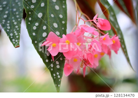 キダチベゴニアの花 友禅 キダチベゴニアの花 友禅 128134470