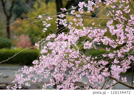 エドヒガンザクラの花 満開 エドヒガンザクラの花 満開 128134472