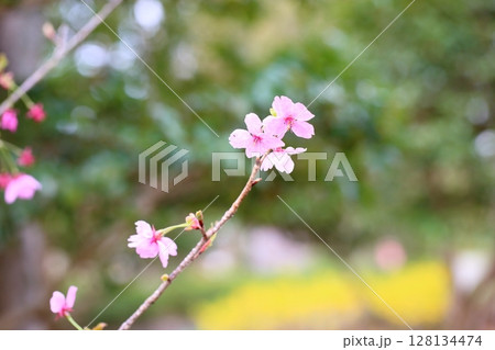 エドヒガンザクラの花 満開 エドヒガンザクラの花 満開 128134474