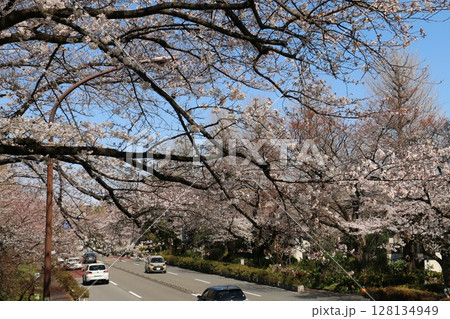 国立駅南口の大学通りの春をいろどる桜並木 国立駅南口の大学通りの春をいろどる桜並木 128134949