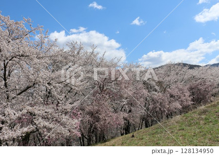 満開の桜に埋め尽くされた弘法山古墳 128134950