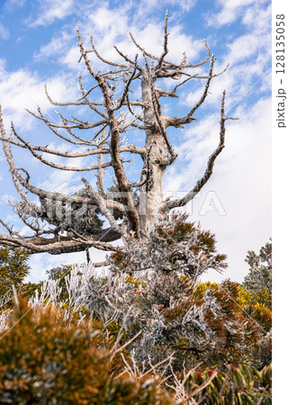 霧氷　太鼓岩から　屋久島国立公園(冬 128135058