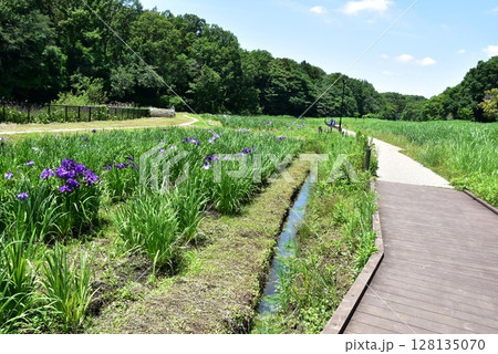 神奈川県　藤沢市立遠藤笹窪谷公園の散策路としょうぶ園 128135070