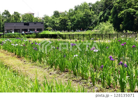 神奈川県　藤沢市立遠藤笹窪谷公園のしょうぶ園 128135071