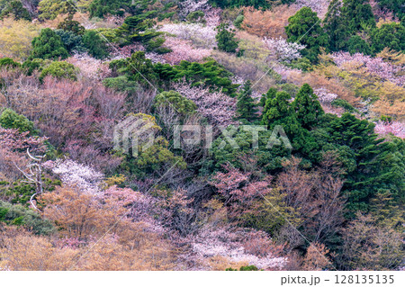 山桜と新緑　太鼓岩から　屋久島国立公園(春 128135135