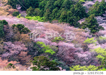 山桜と新緑　太鼓岩から　屋久島国立公園(春 128135136