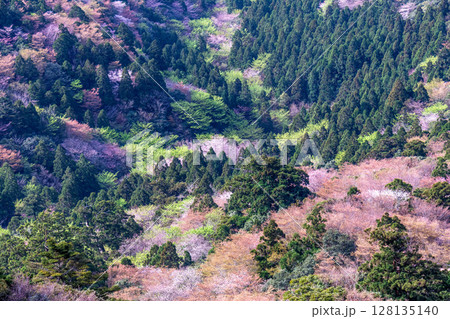 山桜と新緑 太鼓岩から 屋久島国立公園(春 山桜と新緑 太鼓岩から 屋久島国立公園(春 128135140