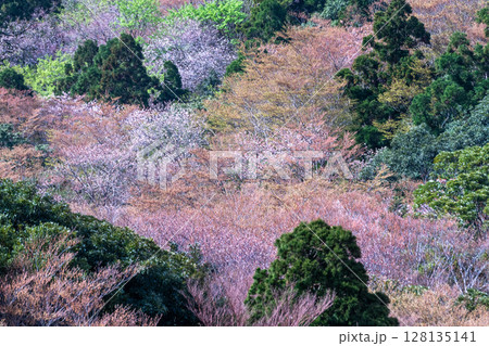 山桜と新緑 太鼓岩から 屋久島国立公園(春 山桜と新緑 太鼓岩から 屋久島国立公園(春 128135141