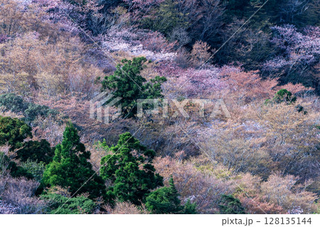 山桜と新緑　太鼓岩から　屋久島国立公園(春 128135144
