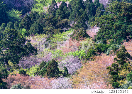 山桜と新緑　太鼓岩から　屋久島国立公園(春 128135145