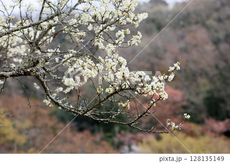 オオシマザクラの花 128135149