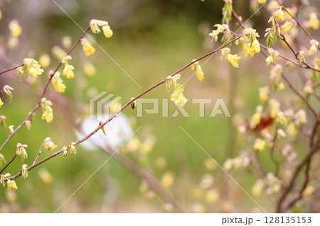 トサミズキの花 トサミズキの花 128135153