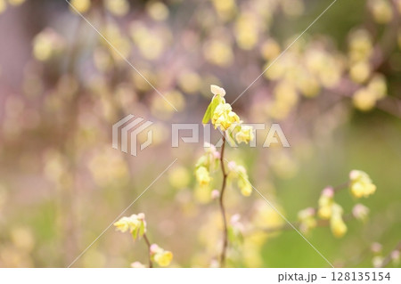 トサミズキの花 トサミズキの花 128135154