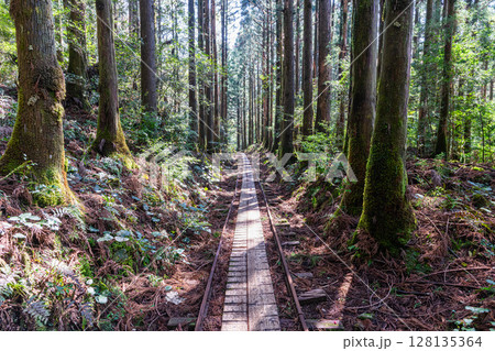 屋久島国立公園(3月)木漏れ日の杉山を走るトロッコ線路 128135364