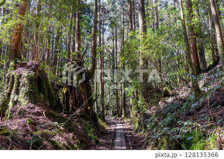 トロッコ線路と杉山 屋久島国立公園(春 トロッコ線路と杉山 屋久島国立公園(春 128135366