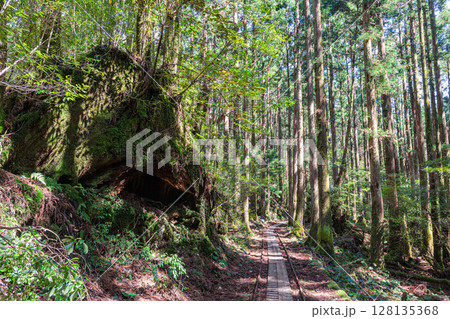 屋久島洋上アルプス(3月)小杉谷の杉山を走るトロッコ線路 128135368