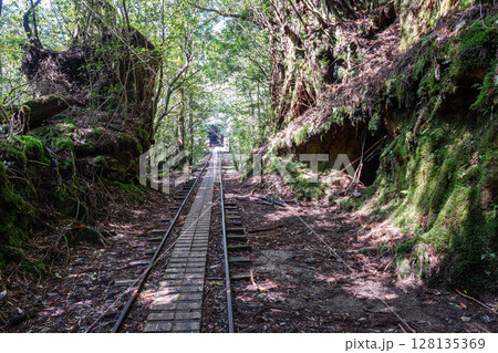 トロッコ線路と木漏れ日 屋久島国立公園(春 トロッコ線路と木漏れ日 屋久島国立公園(春 128135369