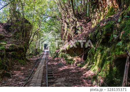 トロッコ線路と木漏れ日 屋久島国立公園(春 トロッコ線路と木漏れ日 屋久島国立公園(春 128135371