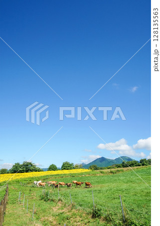 青空広がる高原の向日葵畑と牧場でくつろぐ白馬と牛。岡山県真庭市「蒜山高原・蒜山ジャージーランド」 青空広がる高原の向日葵畑と牧場でくつろぐ白馬と牛。岡山県真庭市「蒜山高原・蒜山ジャージーランド」 128135563