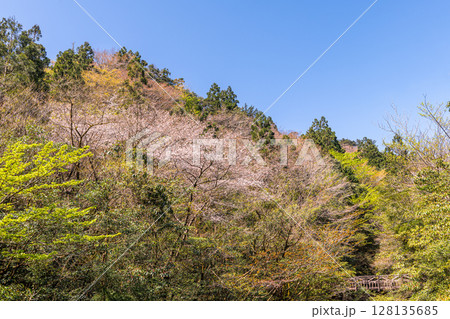 屋久島国立公園のきれいな山桜(3月)縄文杉登山道周辺 128135685