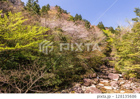 山桜と新緑　屋久島国立公園(春 128135686