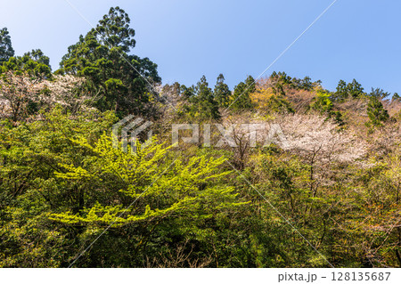 屋久島国立公園 新録若葉と山桜 (春 屋久島国立公園 新録若葉と山桜 (春 128135687