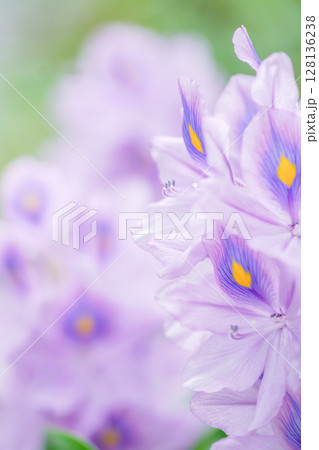 夏の水辺を彩る薄紫色の可憐で涼しげな花、ホテイアオイ。 128136238