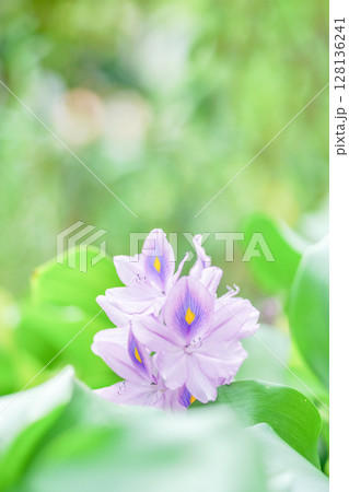 夏の水辺を彩る薄紫色の可憐で涼しげな花、ホテイアオイ。 128136241
