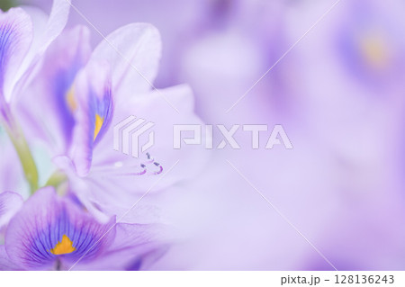夏の水辺を彩る薄紫色の可憐で涼しげな花、ホテイアオイ。 128136243