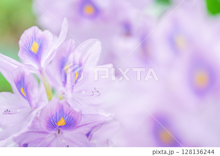 夏の水辺を彩る薄紫色の可憐で涼しげな花、ホテイアオイ。 夏の水辺を彩る薄紫色の可憐で涼しげな花、ホテイアオイ。 128136244