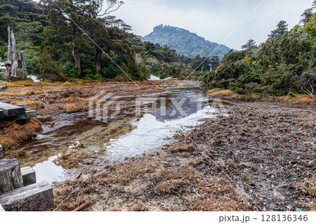 雲上の楽園 高層湿原小花之江河 世界自然遺産屋久島(春 雲上の楽園 高層湿原小花之江河 世界自然遺産屋久島(春 128136346