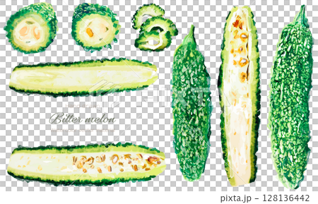 水彩畫苦瓜的插圖 水彩畫苦瓜的插圖 128136442