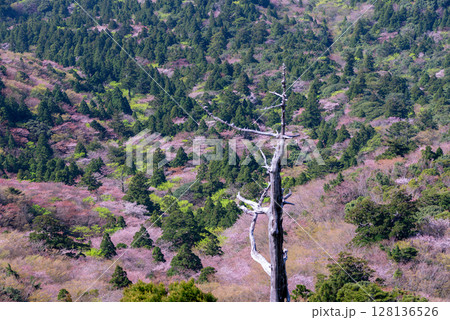 山桜と新緑 太鼓岩から 屋久島国立公園(春 山桜と新緑 太鼓岩から 屋久島国立公園(春 128136526