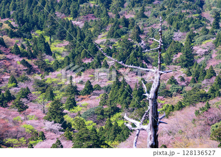 山桜と新緑 太鼓岩から 屋久島国立公園(春 山桜と新緑 太鼓岩から 屋久島国立公園(春 128136527
