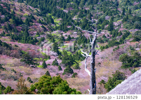 山桜と新緑　太鼓岩から　屋久島国立公園(春 128136529