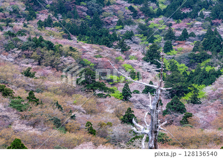 山桜と新緑　太鼓岩から　屋久島国立公園(春 128136540
