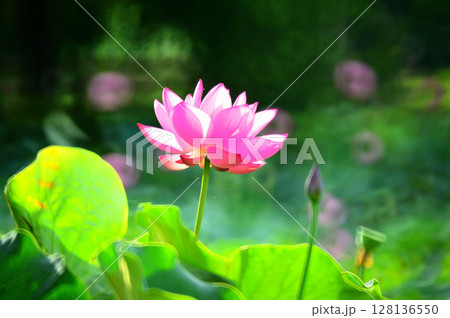 赤い蓮の花 赤い蓮の花 128136550