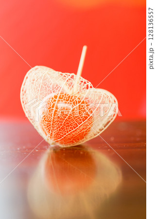 庭で育った鬼灯で作った透かしホオズキをテーブルに置いて撮影した写真。背景に赤い和傘を添えて。 庭で育った鬼灯で作った透かしホオズキをテーブルに置いて撮影した写真。背景に赤い和傘を添えて。 128136557