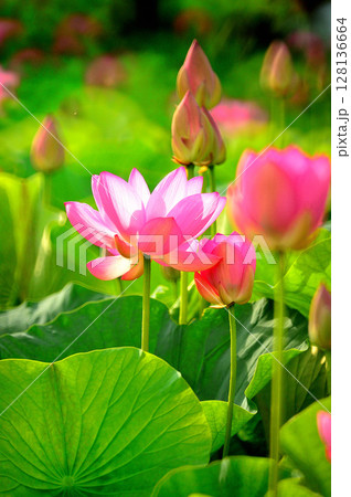 赤い蓮の花 赤い蓮の花 128136664