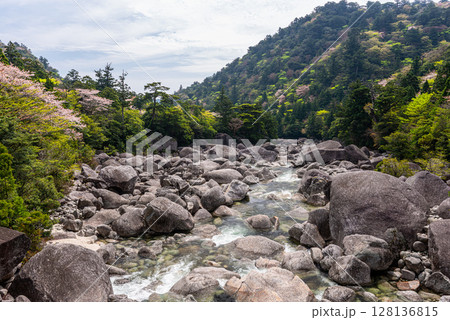 屋久島 山桜と新緑 安房川渓谷(春 屋久島 山桜と新緑 安房川渓谷(春 128136815