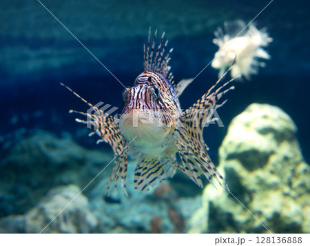 ミノカサゴ ミノカサゴ 128136888