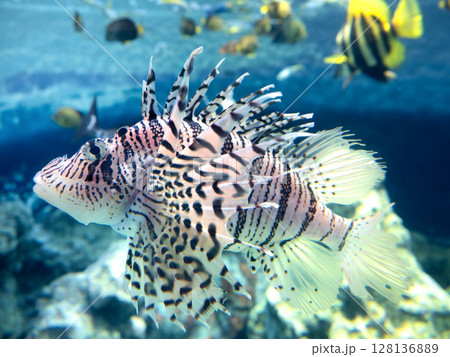 ミノカサゴ ミノカサゴ 128136889