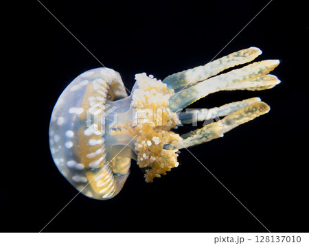 タコクラゲ 128137010