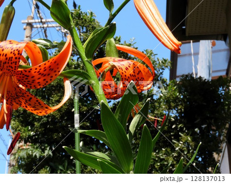 4k初夏の花：花壇のオニユリ（天蓋百合） 128137013