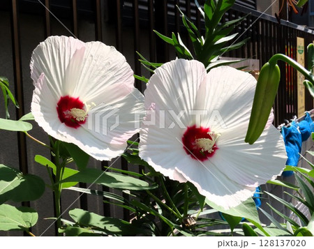 初夏の壇の花:満開の酔芙蓉:すいふよう:ウスピンク色 初夏の壇の花:満開の酔芙蓉:すいふよう:ウスピンク色 128137020